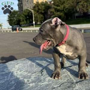 Dominous, American Bully Puppy